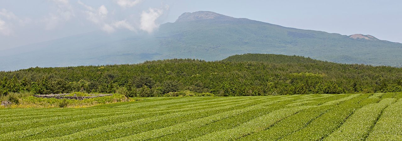 'REVIVING THE TEA CULTURE' section picture