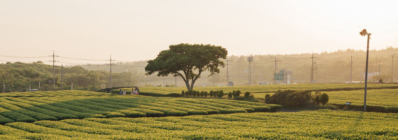 'ABOUT JEJU ISLAND' section picture