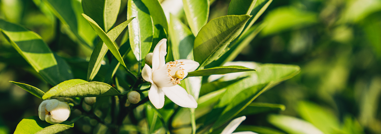 'KOREAN TEA CULTURE' section picture